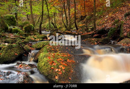 Incredibile fogliame di autunno nel bosco in scenic Wyming Brook riserva naturale in Sheffield city's Peak District, England Regno Unito Foto Stock