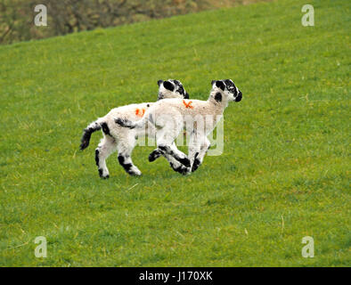 Due neonato agnelli con facce nero orecchie code e gambe in esecuzione in campo erboso in Cumbria Inghilterra REGNO UNITO Foto Stock