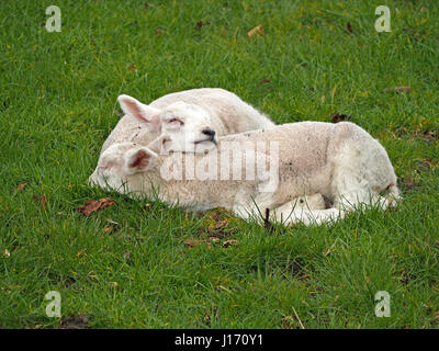 Due neonato agnelli nuzzling insieme per il calore come dormono in campo erboso in Cumbria Inghilterra REGNO UNITO Foto Stock