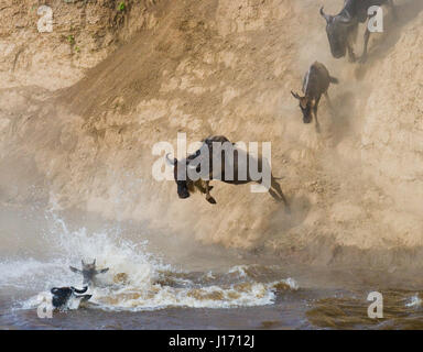 GNU che salta nel fiume Mara. Grande migrazione. Kenya. Tanzania. Masai Mara National Park. Foto Stock