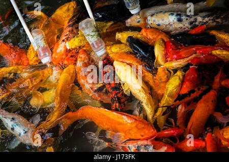 Alimentazione di Koi goldfish usando un biberon è molto popolare come forma di intrattenimento a Chengdu Cina Foto Stock