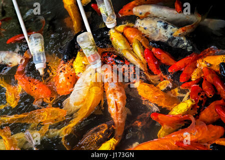 Alimentazione di Koi goldfish usando un biberon è molto popolare come forma di intrattenimento a Chengdu Cina Foto Stock