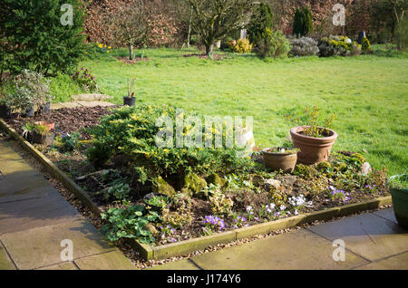 Inizio della primavera e crochi sono prima di apparire su un piccolo patio letto floreale. Evergreen le conifere sono una costante per tutto l'anno. Foto Stock