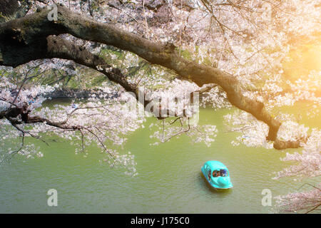 Tokyo la fioritura dei ciliegi, Giappone Sakura blossom sparsi su barche sono remato con piena fioritura sul canale di Chidorigafuchi Park a Tokyo, Giappone Foto Stock