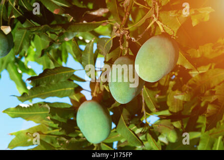 Il Mango Tree ramo con grande green mango frutti Foto Stock