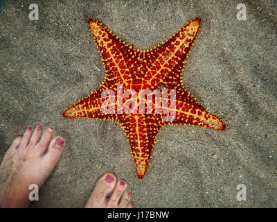 Bocas Del Toro, Panama. 23 Mar, 2017. Una stella di mare sulla spiaggia di stella di mare spiaggia di Boca del Drago. La spiaggia ha cristalline acque tranquille con un abbondante numero di stelle marine si trova sul lato nordoccidentale di Isla Colon. Credito: Julie Rogers/ZUMA filo/Alamy Live News Foto Stock