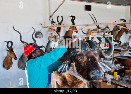 Il lavoro di tassidermia su un bufalo a Trophaendienste Tassidermia, Namibia Foto Stock