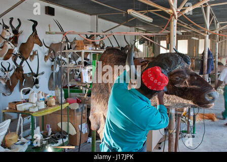 Il lavoro di tassidermia su un bufalo a Trophaendienste Tassidermia, Namibia Foto Stock