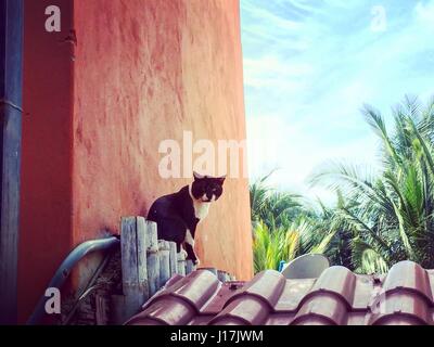 Bianco e nero gatto seduto e in appoggio sul tetto, sfondo colorato Foto Stock