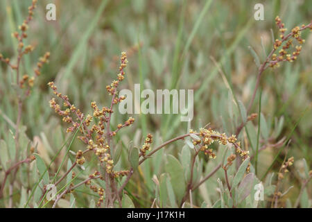 Atriplex portulacoides Foto Stock