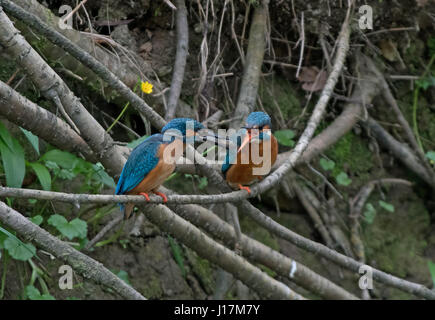 Comune maschio Kingfisher, Alcedo atthis, offre pesce femmina durante il corteggiamento. Regno Unito Foto Stock