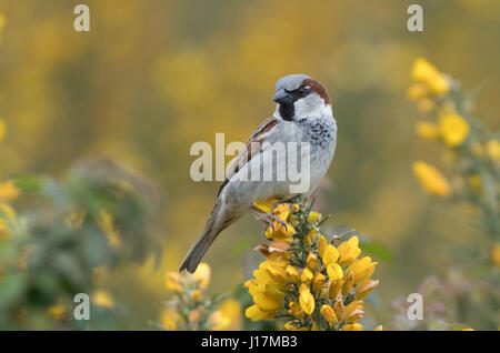 Maschio di casa passero, Passer domesticus posatoi sulla fioritura Gorse- Ulex Europaeus. Molla. Regno Unito Foto Stock