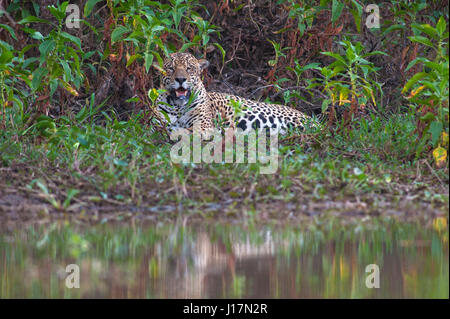 Jaguar il più grande carnivoro in Sud America in appoggio sulle rive di un corixo a Pantanal del Mato Grosso, Brasile Foto Stock