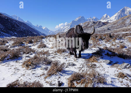 Da un trekking nella regione dell Everest da Lukla a Gokyo, Gokyo Ri e Mt Campo Base Everest Foto Stock