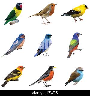 Una illustrazione vettoriale di diverso tipo di uccelli Illustrazione Vettoriale