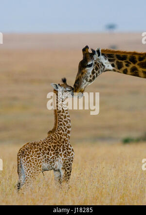 Giraffa femminile con un bambino a savannah. Kenya. Tanzania. Africa orientale. Foto Stock