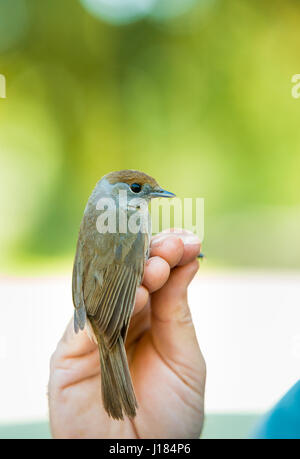 Uomo che mostra Capinera. Eurasian Capinera. Sylvia atricapilla. Foto Stock