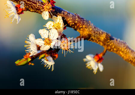 Albicocca al momento della fioritura - gli alberi hanno un aspetto molto attraente Foto Stock