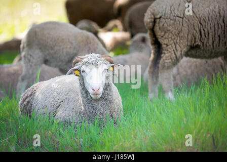 Il Dorset ovini, il maschio della pecora in fattoria rurale. Foto Stock