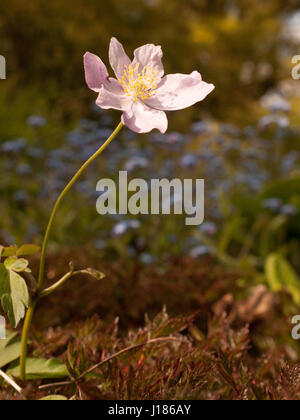 Anemone rosa tomentosa isolato con un gambo e uno sfondo sfocato dietro Foto Stock