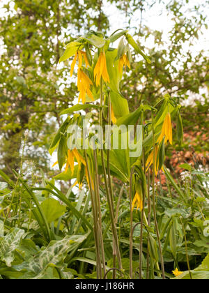 Alcune stupende e di un bel colore giallo e verde Uvularia grandiflora grandi Merrybells nella primavera di luce sullo sfondo bokeh di fondo Foto Stock