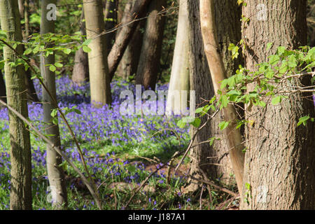 Bluebell boschi a Crowthorne, Berkshire REGNO UNITO Foto Stock
