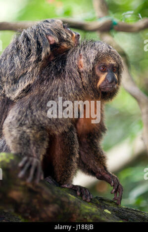 Siamang (Symphalangus syndactylus), adulto maschio su un albero Foto Stock