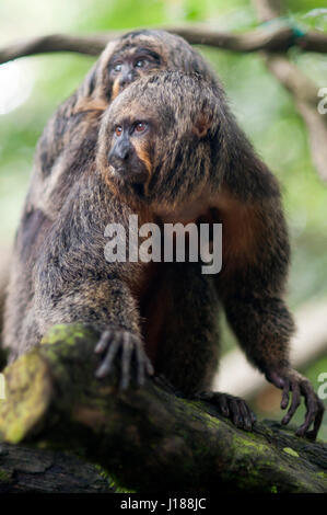 Siamang (Symphalangus syndactylus), adulto maschio su un albero Foto Stock