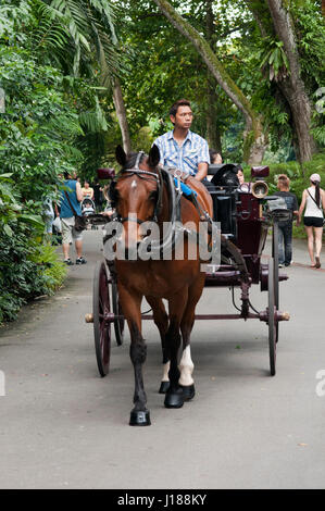 Carrozza a cavallo ride in Singapore Zoo. Foto Stock