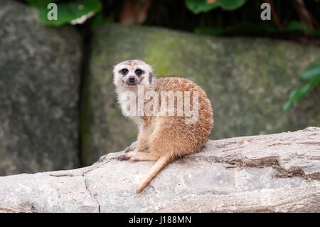 Meerkat, suricata suricatta, Singapore Zoo, Foto Stock