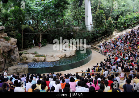 Sea Lion visualizza lo zoo di Singapore Singapore Foto Stock