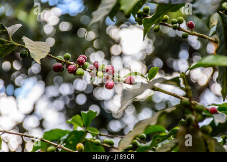 La maturazione dei chicchi di caffè sulla boccola, Antigua, Guatemala, America centrale Foto Stock