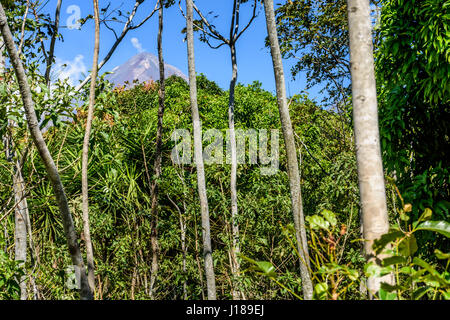 Boschi e alberi di mogano con fumo sbuffando dal attivo vulcano pacaya in background a Escuintla, Guatemala, America centrale Foto Stock