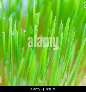 Fresco di erba di frumento girato con una lente di specialità. Foto Stock
