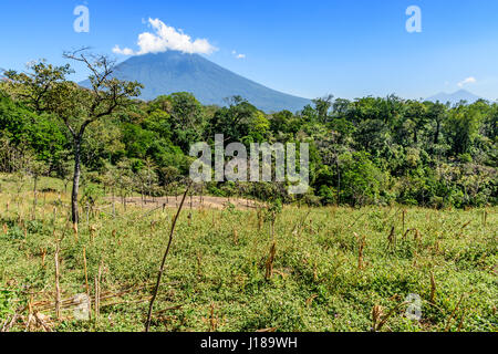 Prateria ruvida con alberelli crescente & bosco con agua vulcano in background a Escuintla, Guatemala, America centrale Foto Stock