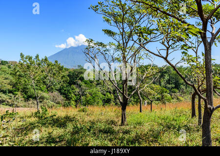 Prateria ruvida con alberelli crescente & bosco con agua vulcano in background a Escuintla, Guatemala, America centrale Foto Stock