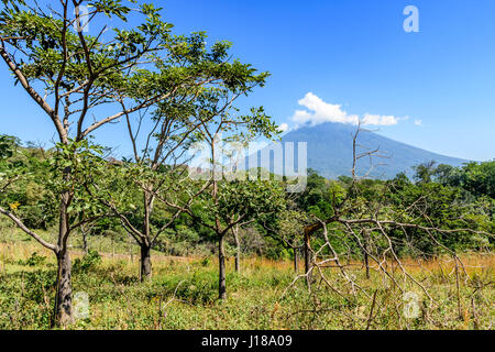 Prateria ruvida con alberelli & giovani alberi che crescono e bosco con agua vulcano in background a Escuintla, Guatemala, America centrale Foto Stock