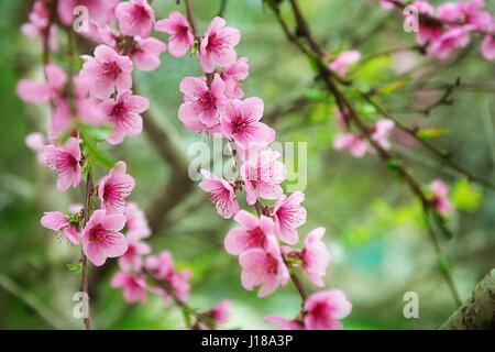 Bellissimi Fiori di Pesco close up - come sfondo Foto Stock