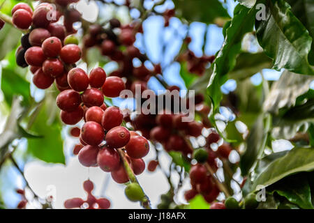 La maturazione dei chicchi di caffè sulla boccola, Antigua, Guatemala, America centrale Foto Stock