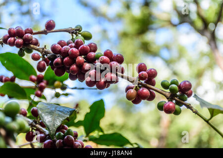 La maturazione dei chicchi di caffè sulla boccola, Antigua, Guatemala, America centrale Foto Stock