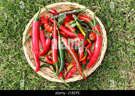 Appena raccolto homegrown peperoncini rossi Foto Stock