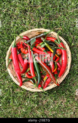 Appena raccolto homegrown peperoncini rossi Foto Stock