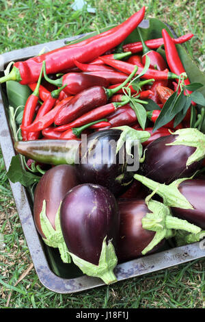 Appena raccolto homegrown Black Beauty melanzane e chilis Foto Stock