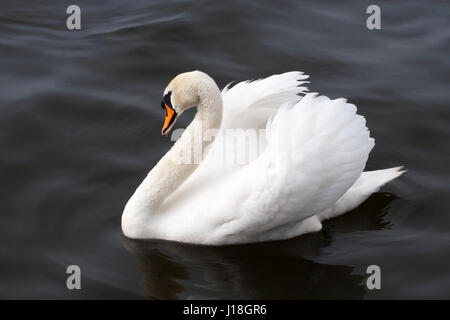 Cigno (Cygnus olor) sul lago Llangorse nel Parco Nazionale di Brecon Beacons Foto Stock