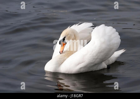 Mute Swan (Cygnus olor) sul lago Llangorse nel Parco Nazionale di Brecon Beacons, Galles Foto Stock