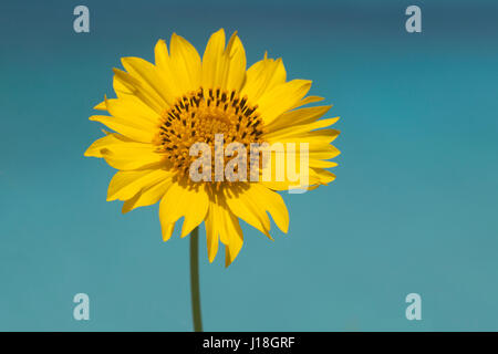 Corbone d'oro (Verbesina encelioides) fiore con lo sfondo turchese dell'acqua dell'oceano Foto Stock