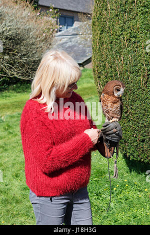 Una donna di mezza età tenendo un northern spotted owl a un gufo santuario in Cornovaglia, Inghilterra, Regno Unito. Foto Stock