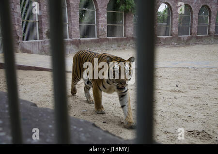 Tiger, Jodhpur, Rajasthan, India, Asia Foto Stock