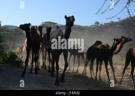 Il cammello Bajuka mandria tornando a casa, pushkar fair, pushkar, Rajasthan, India, Asia Foto Stock