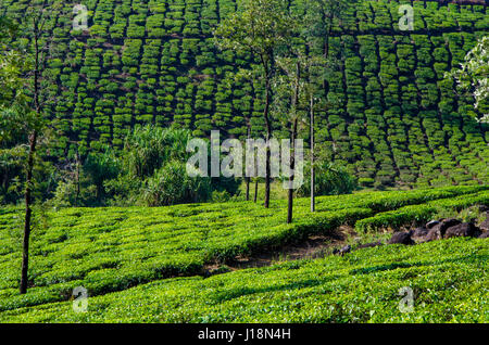 La piantagione di tè sulla collina, vagamon, Kerala, India, Asia Foto Stock